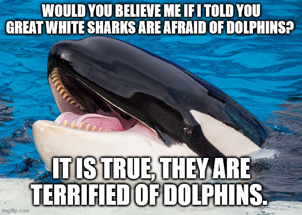 Hehehe orca | WOULD YOU BELIEVE ME IF I TOLD YOU GREAT WHITE SHARKS ARE AFRAID OF DOLPHINS? IT IS TRUE, THEY ARE TERRIFIED OF DOLPHINS. | image tagged in hehehe orca | made w/ Imgflip meme maker