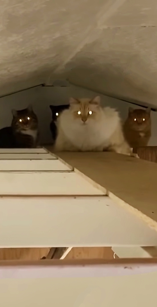 Council of cats aproves Blank Meme Template