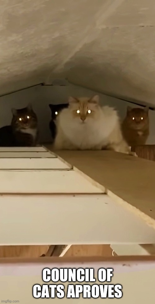 Council of cats aproves | COUNCIL OF CATS APROVES | image tagged in council of cats aproves | made w/ Imgflip meme maker