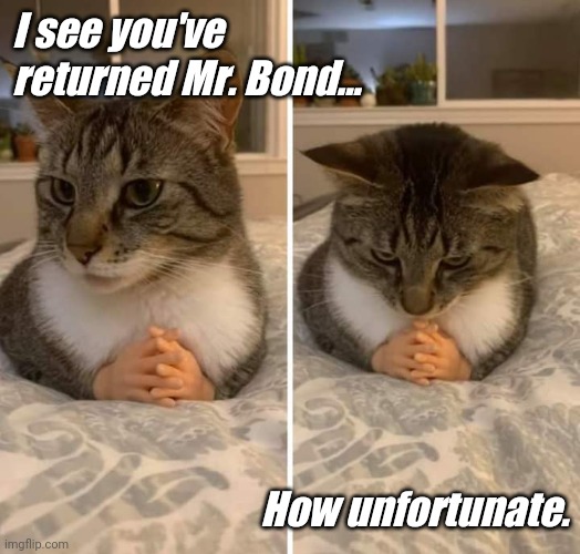 Dr. Cat & Mr. Bond | I see you've returned Mr. Bond... How unfortunate. | image tagged in cats,james bond | made w/ Imgflip meme maker