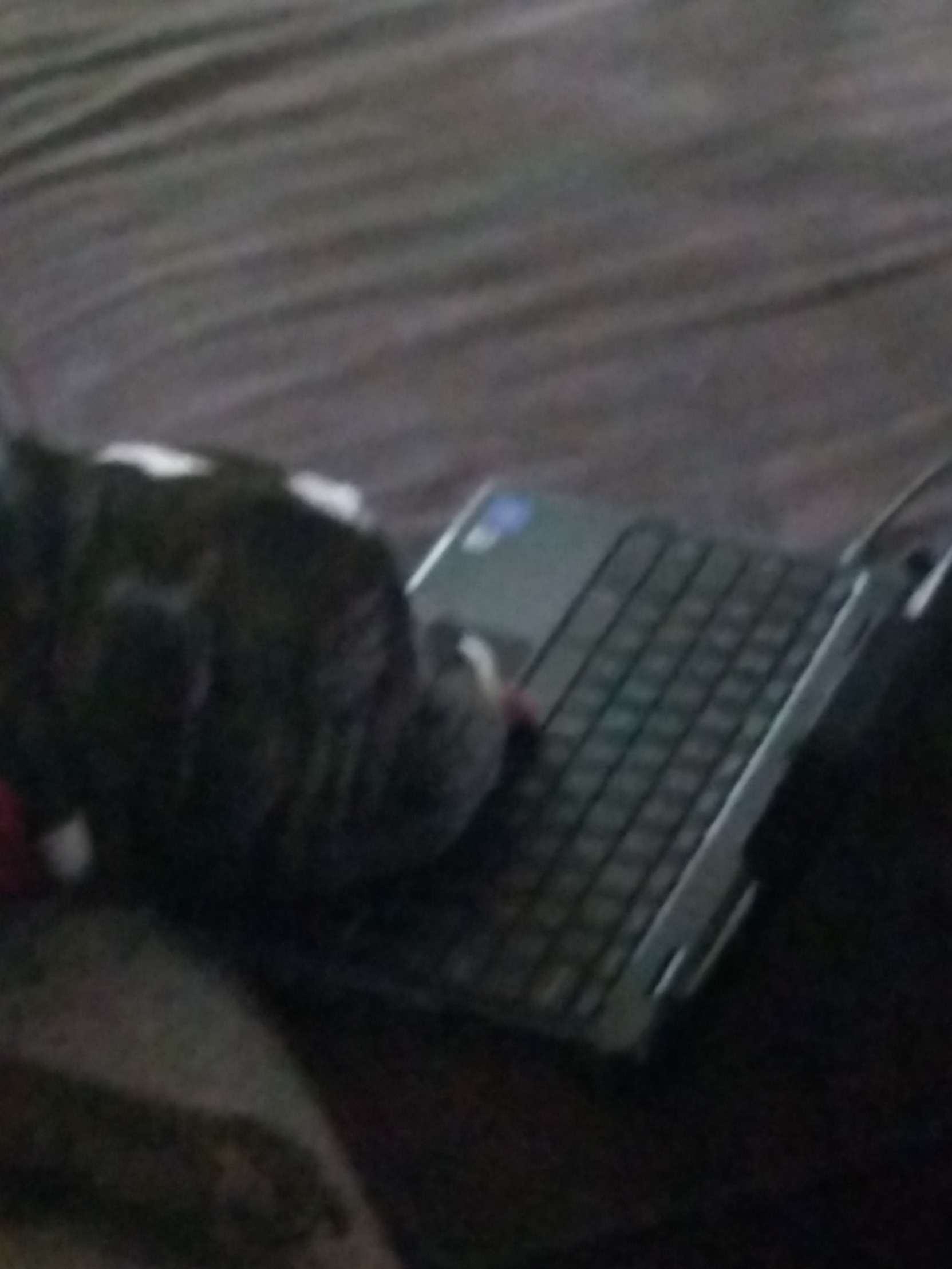 Dog on a computer Blank Meme Template