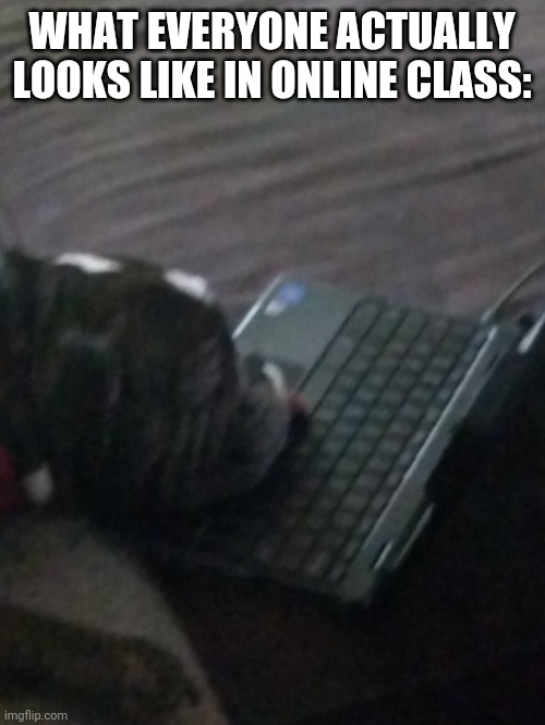 Online Class Dog | WHAT EVERYONE ACTUALLY LOOKS LIKE IN ONLINE CLASS: | image tagged in dog on a computer,meme,school,online school | made w/ Imgflip meme maker