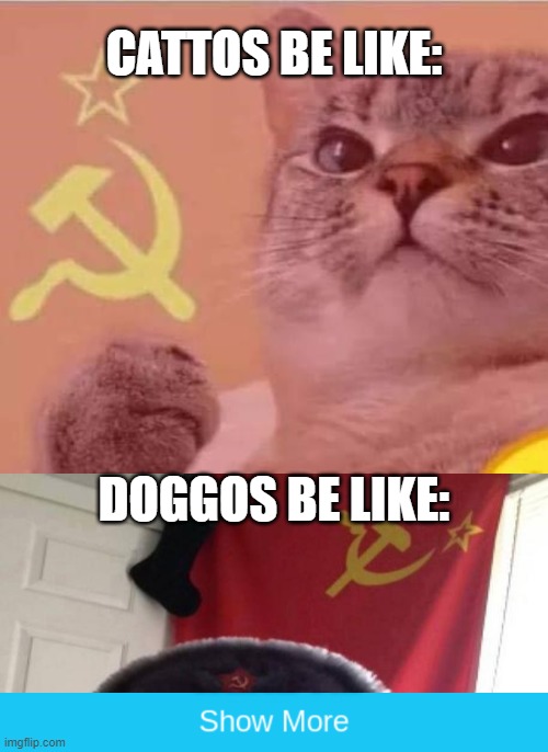  CATTOS BE LIKE:; DOGGOS BE LIKE: | image tagged in russian doge,comrade catto,cattos be like,doggos be  like | made w/ Imgflip meme maker