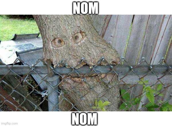 THIS TREE LOVES FENCES | NOM; NOM | image tagged in tree,nom nom nom | made w/ Imgflip meme maker