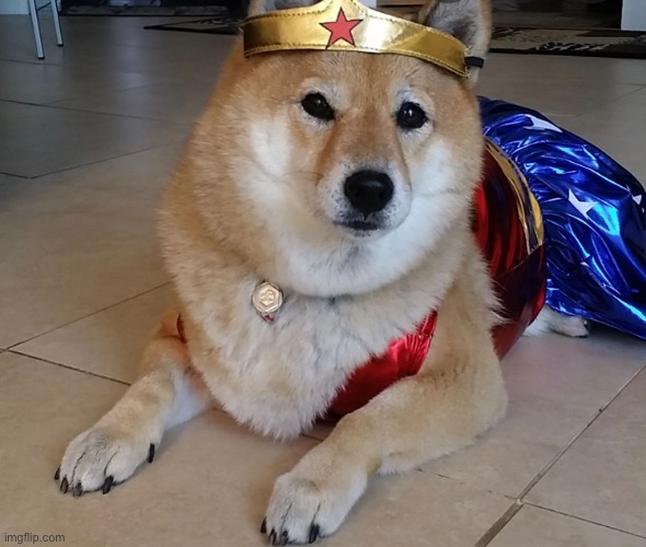 image tagged in doge | made w/ Imgflip meme maker