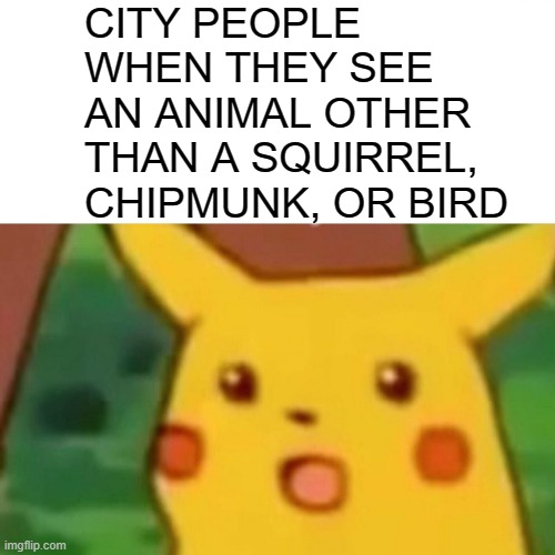 Surprised Pikachu Meme | CITY PEOPLE WHEN THEY SEE AN ANIMAL OTHER THAN A SQUIRREL, CHIPMUNK, OR BIRD | image tagged in memes,surprised pikachu | made w/ Imgflip meme maker