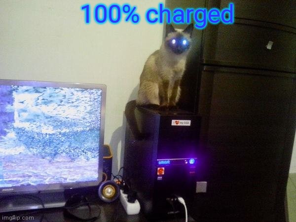 Internet Cat | 100% charged | image tagged in internet cat | made w/ Imgflip meme maker