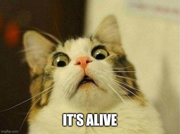 Scared Cat Meme | IT'S ALIVE | image tagged in memes,scared cat | made w/ Imgflip meme maker