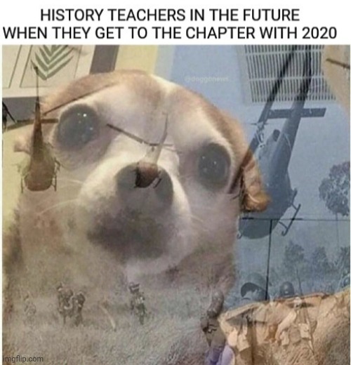 Flashing back chihuahua 2020 | image tagged in flashback,flashback dog,2020,flashback chihuahua | made w/ Imgflip meme maker