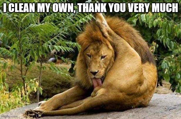 lion licking balls | I CLEAN MY OWN, THANK YOU VERY MUCH | image tagged in lion licking balls | made w/ Imgflip meme maker