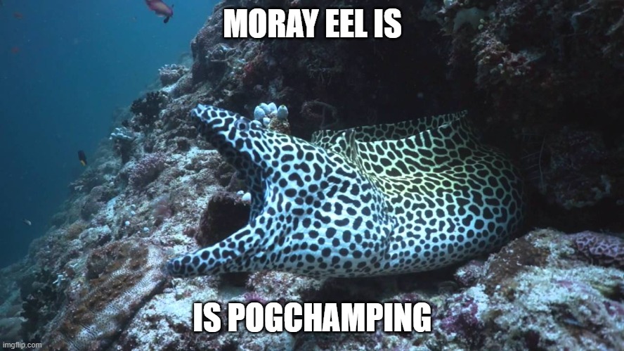 MORAY EEL IS; IS POGCHAMPING | made w/ Imgflip meme maker