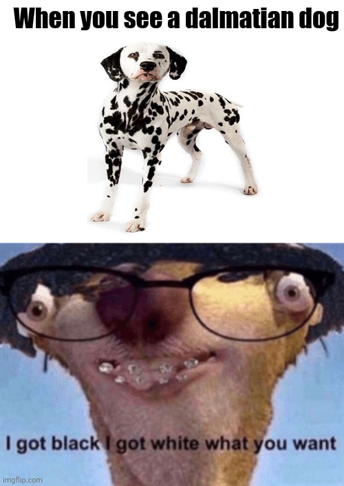 When you see a dalmatian dog | When you see a dalmatian dog | image tagged in i got black i got white what ya want,dogs,dog,meme,memes,funny | made w/ Imgflip meme maker