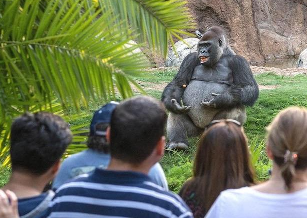 gorilla giving a speech Blank Meme Template