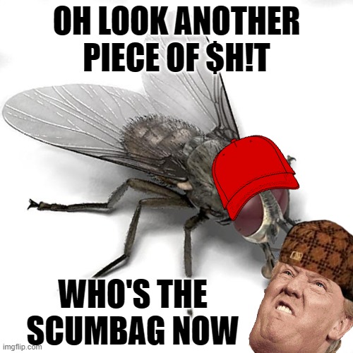 Scumbag White House Fly | OH LOOK ANOTHER PIECE OF $H!T; WHO'S THE SCUMBAG NOW | image tagged in scumbag house fly,memes,funny memes,funny animals,nevertrump meme,nevertrump | made w/ Imgflip meme maker