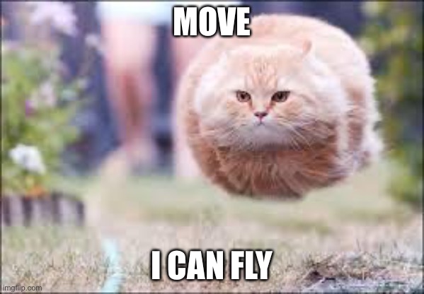 flying cat ball | MOVE; I CAN FLY | image tagged in flying cat ball | made w/ Imgflip meme maker
