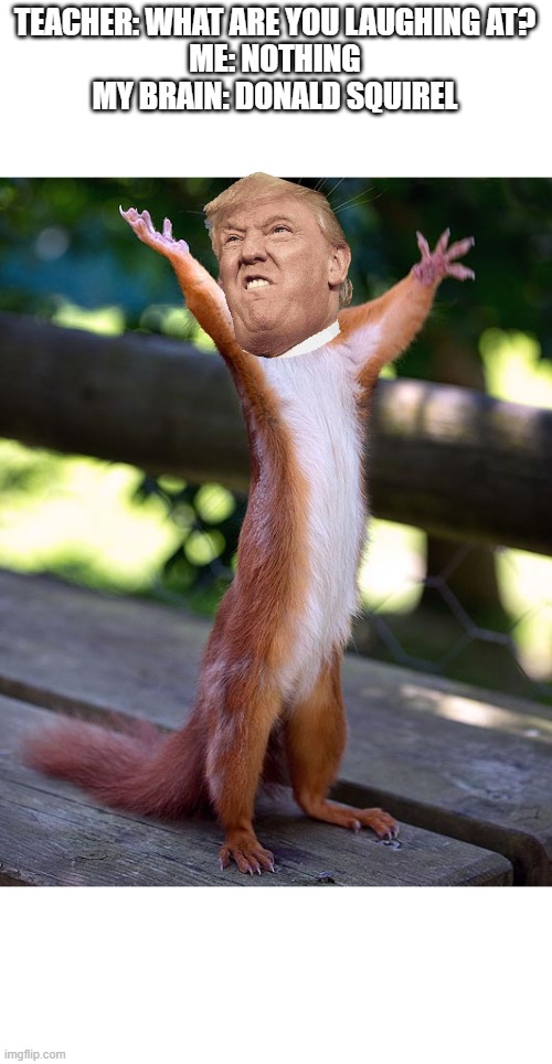 squirell inchis | TEACHER: WHAT ARE YOU LAUGHING AT?
ME: NOTHING
MY BRAIN: DONALD SQUIREL | image tagged in squirell inchis | made w/ Imgflip meme maker