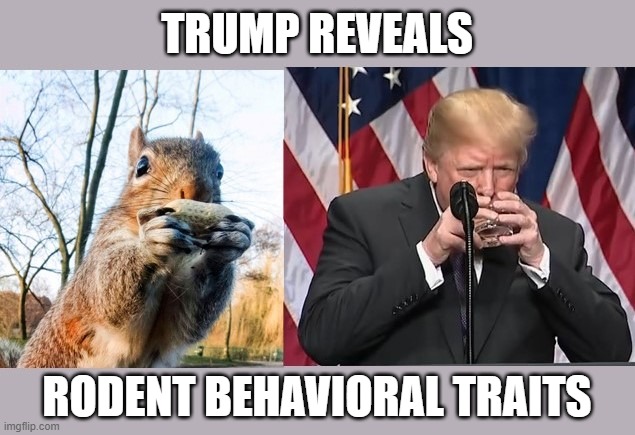 Squirrelly | TRUMP REVEALS; RODENT BEHAVIORAL TRAITS | image tagged in trump,rodent,behavior,squirrel | made w/ Imgflip meme maker