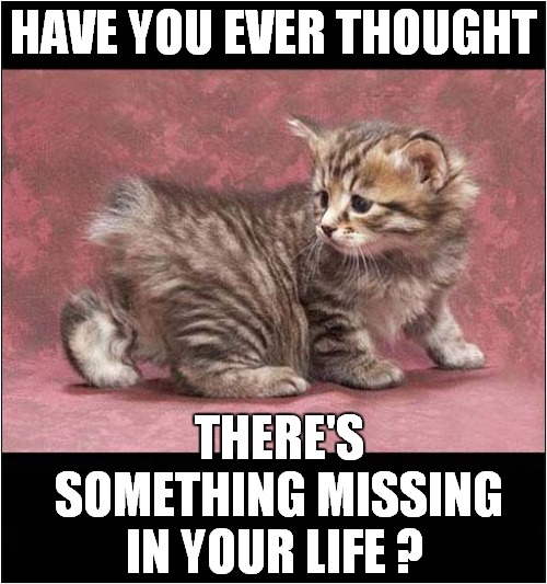 A 'Tail' As Old As Time | HAVE YOU EVER THOUGHT; THERE'S SOMETHING MISSING; IN YOUR LIFE ? | image tagged in cats,manx,sayings | made w/ Imgflip meme maker