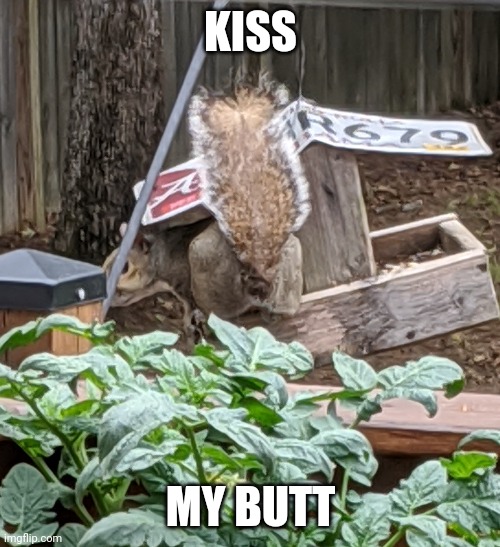 squirrel kiss meme