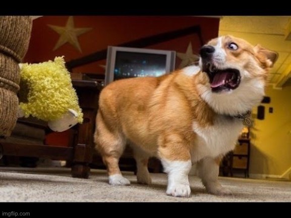 Scared Corgi | image tagged in scared corgi | made w/ Imgflip meme maker