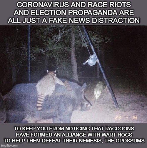 The Ultimate Conspiracy | CORONAVIRUS AND RACE RIOTS AND ELECTION PROPAGANDA ARE ALL JUST A FAKE NEWS DISTRACTION; TO KEEP YOU FROM NOTICING THAT RACCOONS HAVE FORMED AN ALLIANCE WITH WART HOGS TO HELP THEM DEFEAT THEIR NEMESIS, THE OPOSSUMS | image tagged in memes,animals,conspiracy theory,coronavirus,riots,election 2020 | made w/ Imgflip meme maker