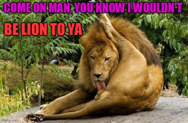 lion licking balls | COME ON MAN, YOU KNOW I WOULDN'T; BE LION TO YA | image tagged in lion licking balls | made w/ Imgflip meme maker