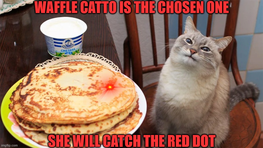 catto | WAFFLE CATTO IS THE CHOSEN ONE; SHE WILL CATCH THE RED DOT | image tagged in catto | made w/ Imgflip meme maker