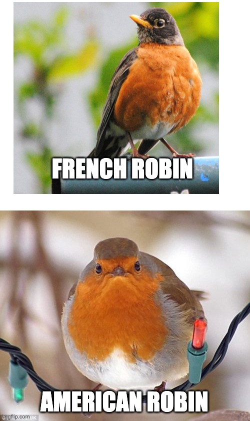 Bah Humbug |  FRENCH ROBIN; AMERICAN ROBIN | image tagged in memes,bah humbug | made w/ Imgflip meme maker