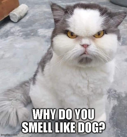 Dirty Two Timer! | WHY DO YOU SMELL LIKE DOG? | image tagged in cats,jealousy | made w/ Imgflip meme maker