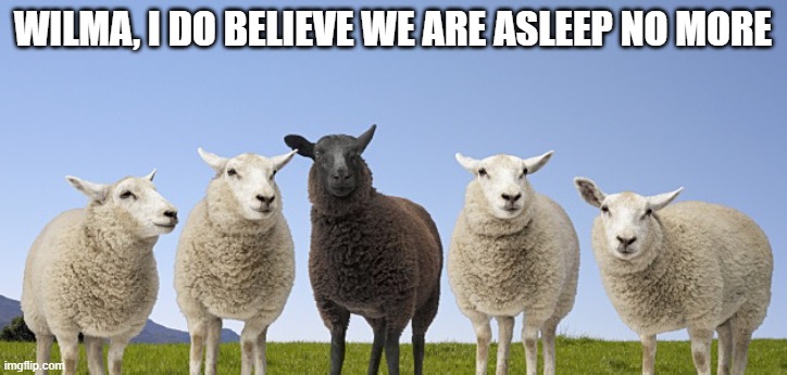 sheep | WILMA, I DO BELIEVE WE ARE ASLEEP NO MORE | image tagged in memes | made w/ Imgflip meme maker
