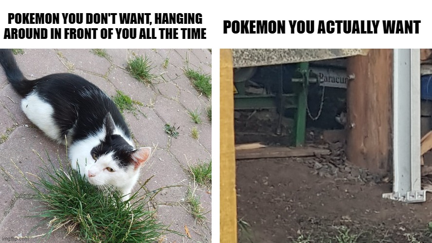 WHY YOU HIDING | POKEMON YOU DON'T WANT, HANGING AROUND IN FRONT OF YOU ALL THE TIME; POKEMON YOU ACTUALLY WANT | image tagged in open cat hiding cat,pokemon | made w/ Imgflip meme maker