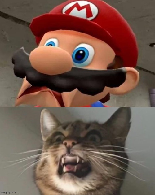 wtf cat | image tagged in mario wtf,shocked cat,wtf | made w/ Imgflip meme maker