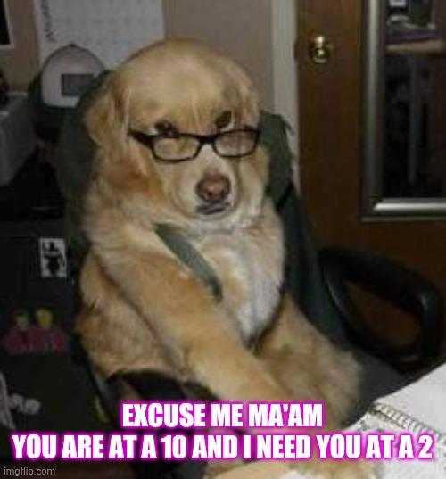 smart dog | EXCUSE ME MA'AM
YOU ARE AT A 10 AND I NEED YOU AT A 2 | image tagged in smart dog | made w/ Imgflip meme maker