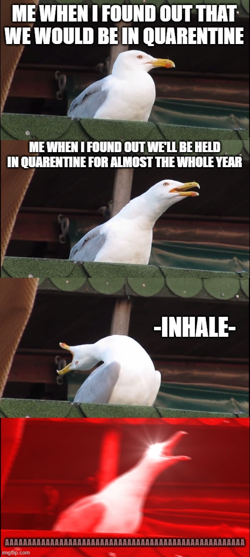 Raging cuz of Quarentine | ME WHEN I FOUND OUT THAT WE WOULD BE IN QUARENTINE; ME WHEN I FOUND OUT WE'LL BE HELD IN QUARENTINE FOR ALMOST THE WHOLE YEAR; -INHALE-; AAAAAAAAAAAAAAAAAAAAAAAAAAAAAAAAAAAAAAAAAAAAAAAAAAAAA | image tagged in memes,inhaling seagull | made w/ Imgflip meme maker