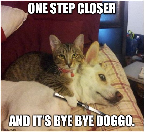 Warning killer cat | ONE STEP CLOSER; AND IT’S BYE BYE DOGGO. | image tagged in warning killer cat | made w/ Imgflip meme maker