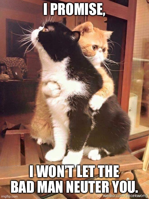 cats hugging | I PROMISE, I WON’T LET THE BAD MAN NEUTER YOU. | image tagged in cats hugging | made w/ Imgflip meme maker