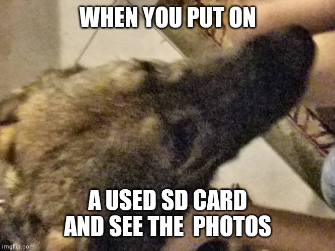 My dog | WHEN YOU PUT ON; A USED SD CARD AND SEE THE  PHOTOS | image tagged in my samsung camera | made w/ Imgflip meme maker