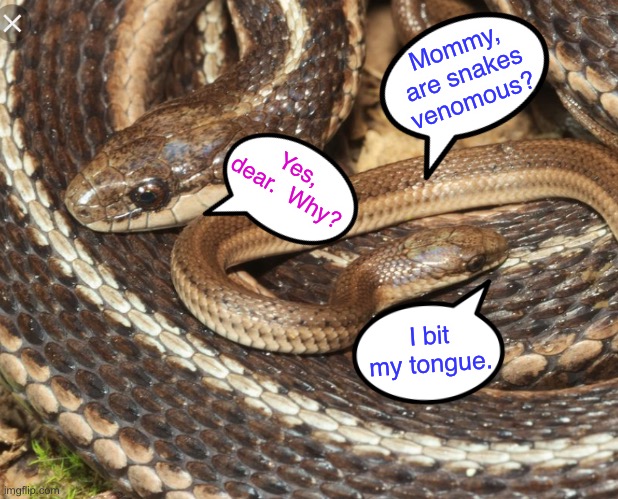 Ultimate bruh moment (baby snake) | Mommy, are snakes venomous? Yes, dear.  Why? I bit my tongue. | image tagged in venom,funny,memes,snakes,animals,jokes | made w/ Imgflip meme maker