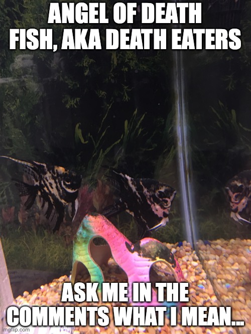 It does have to do with Harry Potter, Death Eaters! | ANGEL OF DEATH FISH, AKA DEATH EATERS; ASK ME IN THE COMMENTS WHAT I MEAN... | image tagged in not kidding,death eaters,angel fish,angel of death,my fish,angel of death fish | made w/ Imgflip meme maker