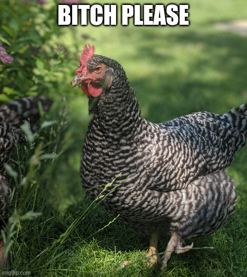 Fed Up Chickie | BITCH PLEASE | image tagged in resting bitch face,chicken,fed up,bitch please | made w/ Imgflip meme maker