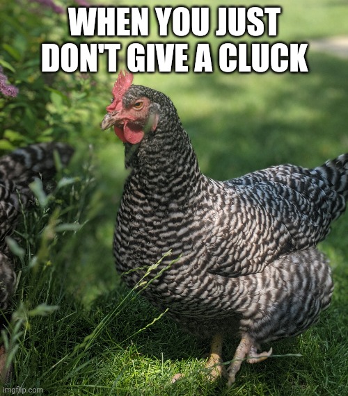 No Clucks Chickie | WHEN YOU JUST DON'T GIVE A CLUCK | image tagged in chicken,annoyed,attitude | made w/ Imgflip meme maker
