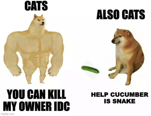 Cats | CATS; ALSO CATS; YOU CAN KILL MY OWNER IDC; HELP CUCUMBER IS SNAKE | image tagged in buff doge vs cheems | made w/ Imgflip meme maker