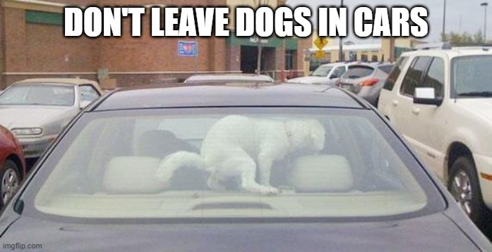 Don't leave dogs in cars | DON'T LEAVE DOGS IN CARS | image tagged in funny dogs | made w/ Imgflip meme maker