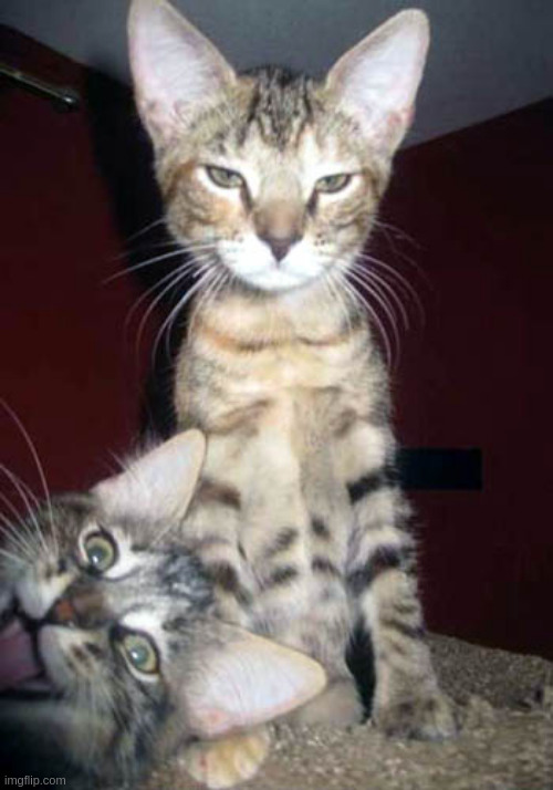 Kitten Photobomber | image tagged in kitten photobomber | made w/ Imgflip meme maker