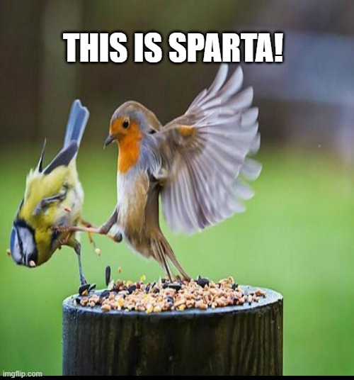 THIS IS SPARTA! | image tagged in robin | made w/ Imgflip meme maker