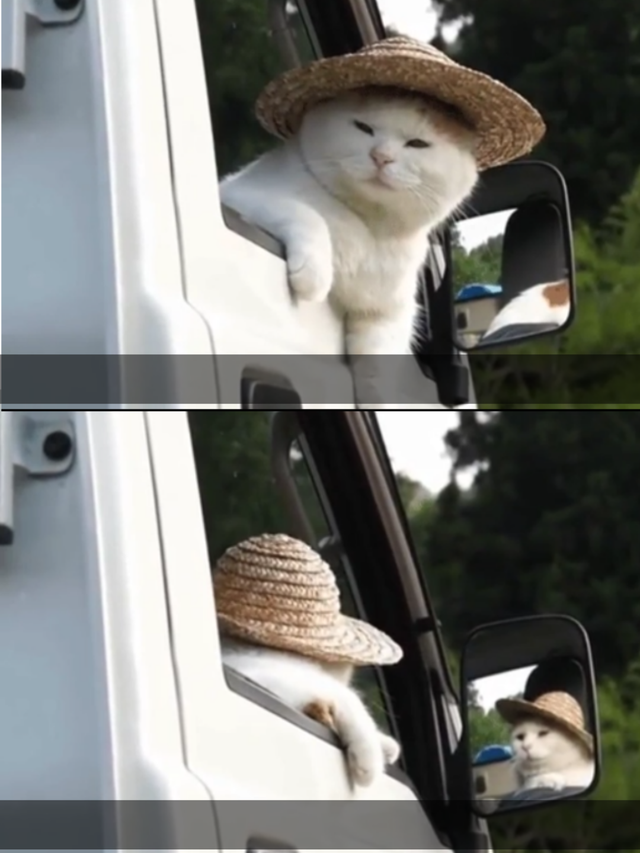 cat truck Blank Meme Template