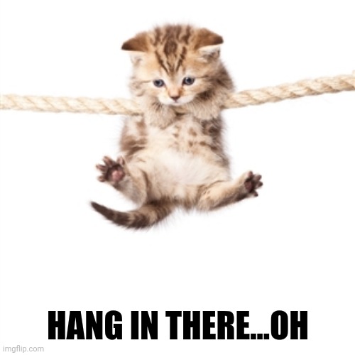 Hang in there kitty  | HANG IN THERE...OH | image tagged in hang in there kitty | made w/ Imgflip meme maker