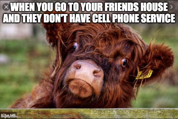 sadness | WHEN YOU GO TO YOUR FRIENDS HOUSE AND THEY DON'T HAVE CELL PHONE SERVICE | image tagged in cow,memes | made w/ Imgflip meme maker