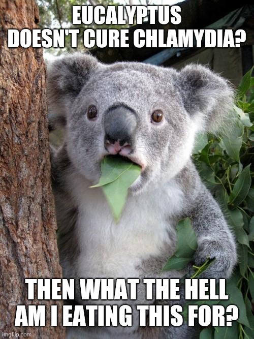 Surprised Koala | EUCALYPTUS DOESN'T CURE CHLAMYDIA? THEN WHAT THE HELL AM I EATING THIS FOR? | image tagged in memes,surprised koala | made w/ Imgflip meme maker