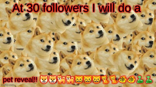 Multi Doge | At 30 followers I will do a; pet reveal!! 🐶🐶🐕🐕🐱🐱🐱🐈🐈🐠🐠🐍🐍 | image tagged in memes,multi doge | made w/ Imgflip meme maker